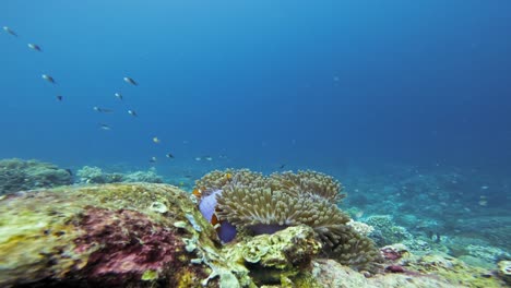 Orange-clownfish-or-percula-clownfish-on-a-vibrant-coral-reef-in-the-Raja-Ampat-archipelago,-Indonesia