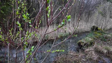 Tree-bush-branch-in-bloom-in-the-spring-near-a-river-in-nature,-forest