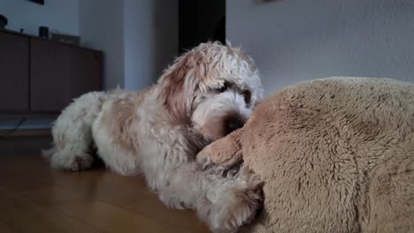 Toma-En-Cámara-Lenta-De-Un-Lindo-Perro-Mordiendo-Felizmente-Su-Juguete