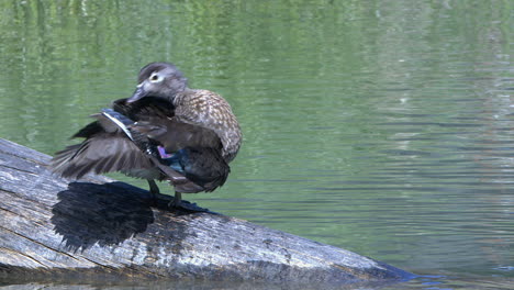 Fluffy-female-Wood-Duck-grooms-her-plumage-on-log-in-wetland-pond