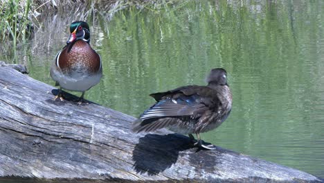 Beautiful-mated-pair-of-colourful-Wood-Ducks-groom-plumage-on-pond-log