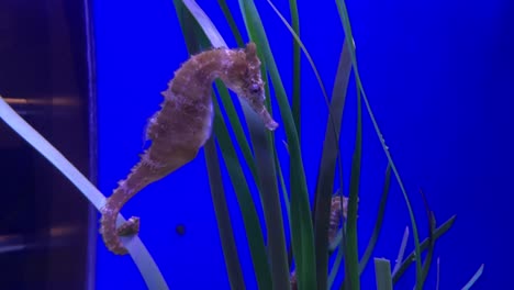 Seahorse-holding-onto-sea-grass-with-prehensile-tail