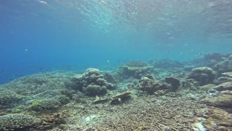 Flight-over-a-vibrant-coral-reef-teeming-with-marine-life,-showcasing-the-stunning-diversity-of-corals-and-fish-in-clear-blue-waters-of-Raja-Ampat-in-Indonesia