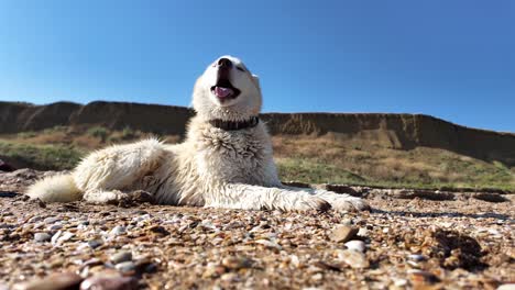 Ein-Weißer-Hund-Liegt-Nachmittags-Am-Strand-Und-Blickt-In-Den-Himmel