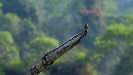 North-American-migrant-Olive-sided-Flycatcher-wintering-in-Bolivian-rainforest-perched-on-a-isolated-branch-in-a-forest-scene