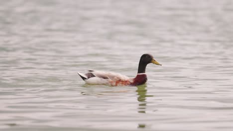 El-Pato-Mallard-Se-Desliza-Suavemente-Sobre-Aguas-Tranquilas---Clip-En-Cámara-Lenta-De-4k