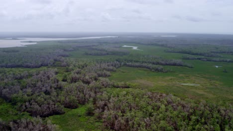 Aéreo:-Humedal-Amazónico-En-La-Selva-De-América-Del-Sur,-Ecosistema-De-Vida-Silvestre-De-La-Selva-Tropical,-Cámara-Inclinada-Hacia-Arriba