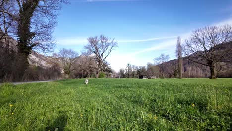 A-white-dog-is-running-around-biting-the-bait-someone-threw-on-a-sunny-morning-in-a-green-grassy-park