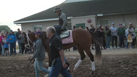 Footage-of-Leslie's-Rose,-a-Kentucky-Derby-150-horse,-walking-during-morning-workouts-at-Churchill-Downs,-highlighting-the-calm-and-focused-preparation