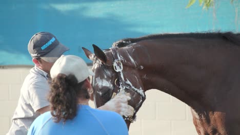 Footage-of-Kentucky-Derby-race-horse-Catching-Freedom-being-bathed-with-soap-and-water-at-Churchill-Downs,-showcasing-the-meticulous-care