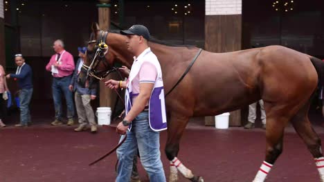 Footage-of-a-Number-Ten-horse-in-the-paddock-at-Churchill-Downs,-capturing-the-moments-before-the-race-with-the-horse-and-handlers-preparing