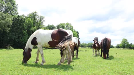 Los-Caballos-Que-Pastan-Libremente-Deambulan-Por-Croacia.