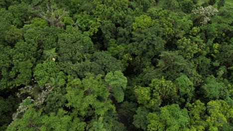 Vista-Aérea-Del-Pequeño-Río-En-La-Densa-Selva