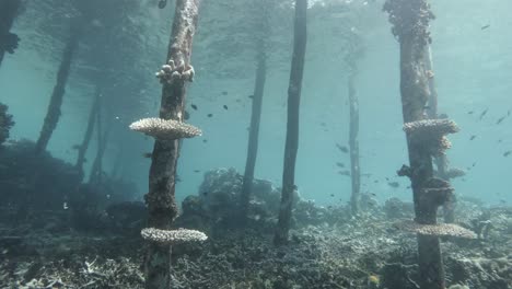 Beneath-the-clear-waters-of-Raja-Ampat,-Indonesia,-corals-thrive-on-artificial-structures