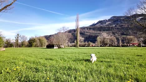 Weißer-Hund-Läuft-Herum-Und-Beißt-Auf-Den-Köder,-Den-Jemand-An-Einem-Sonnigen-Morgen-In-Einem-Grünen,-Grasbewachsenen-Park-Geworfen-Hat