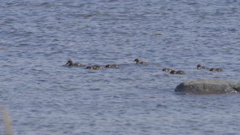 Herde-Von-Gänsesäger-Entenküken-Schwimmen-über-Dem-See