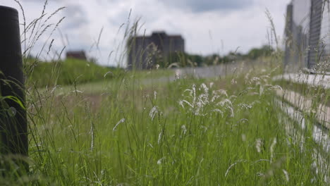 Tall-grass-waving-in-the-wind-by-a-race-track,-building-in-blurry-background