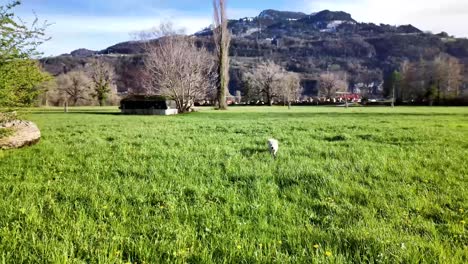 Ein-Weißer-Hund-Lief-Herum-Und-Nahm-Den-Köder,-Den-Jemand-Am-Nachmittag-In-Einem-Grünen,-Grasbewachsenen-Park-Warf