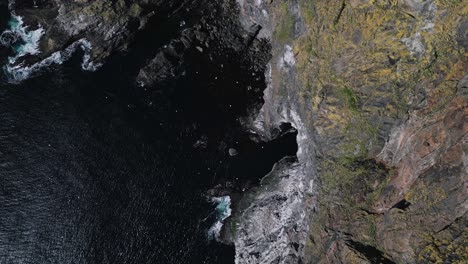 Bird-of-Runde-Island-who-nested-on-the-cliff-side