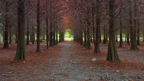 Low-flyover-the-serene-path-of-a-bald-cypress-grove-with-reddish-brown-needles-covering-the-ground-under-a-natural-canopy-of-bare-branches,-trunks-surrounded-by-cypress-knees-on-the-forest-floor