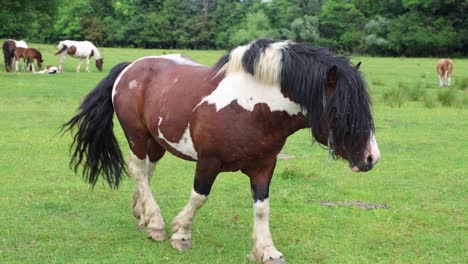 Free-grazing-horses-roam-around-in-Croatia