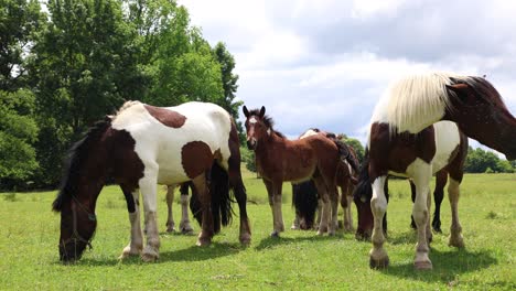 Free-grazing-horses-roam-around-in-Croatia