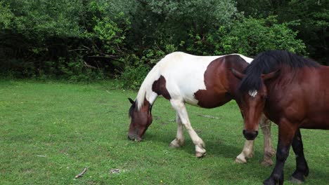 Free-grazing-horses-roam-around-in-Croatia