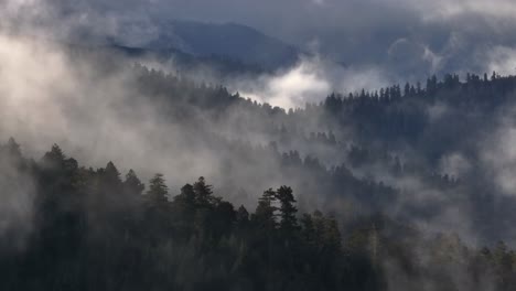 Tauchen-Sie-Ein-In-Den-Mystischen-Redwood-Wald-Mit-Dieser-Luftaufnahme-Durch-Nebel-Entlang-Der-Baumwipfel-Und-Enthüllen-Sie-Die-Ruhige-Und-Uralte-Schönheit-Der-Hoch-Aufragenden-Bäume,-Die-In-ätherischen-Nebel-Gehüllt-Sind