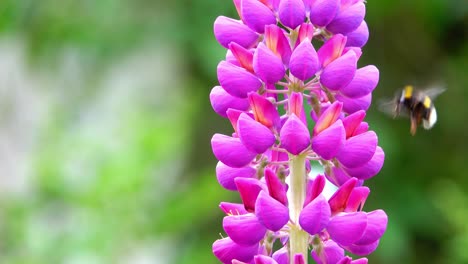 Pink-lupin-flowers-in-spring-with-a-bumble-bee-looking-in-each-flower