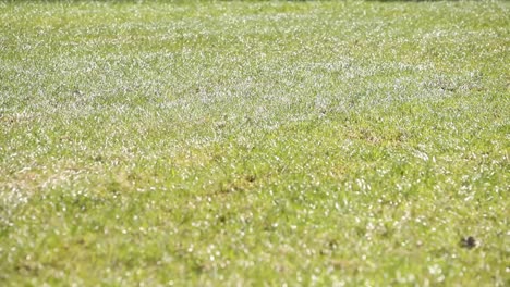 Campo-De-Hierba-Con-Una-Sombra-En-Movimiento-De-Un-Molino-De-Viento-Fuera-De-La-Pantalla-En-Un-Día-Soleado