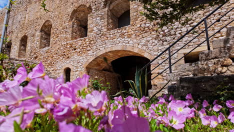 Primelblüten-Schmücken-Die-Umgebung-Des-Schlossmuseums-Von-Chlemoutsi-Und-Verleihen-Lebendige-Farbtöne