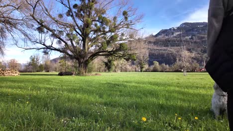 El-Perro-Blanco-Corre-Mordiendo-El-Anzuelo,-El-Dueño-Lo-Lanzó-En-Una-Mañana-Soleada-En-Un-Parque-Verde