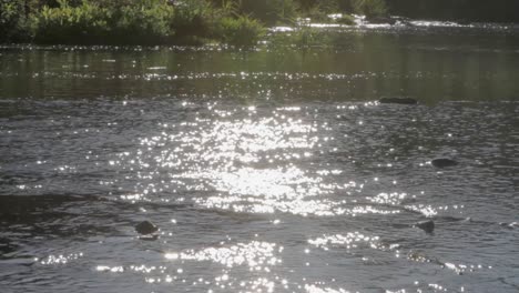 Luz-Del-Sol-Brillando-Sobre-Un-Río-Sereno-Con-Exuberante-Vegetación-En-El-Fondo,-Primer-Plano