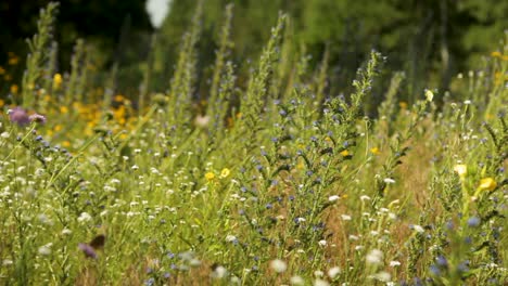 Üppige-Wildblumenwiese-Mit-Einer-Schwenkaufnahme,-Die-Lebendige-Sommerblüten-In-Natürlichem-Licht-Einfängt