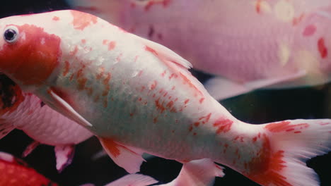 Red-and-white-fish-swimming-in-shoal-flock-in-slow-motion-close-up-inside-water-aquarium