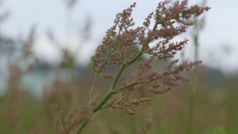 Primer-Plano-De-Delicadas-Flores-Silvestres-Rosadas-Con-Fondo-De-Enfoque-Suave-Con-Luz-Natural