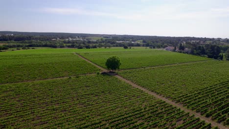 Aerial-drone-view-of-lines-of-green-vines-in-a-vast-vineyard-with-a-tree-in-the-center,-sky-in-the-background