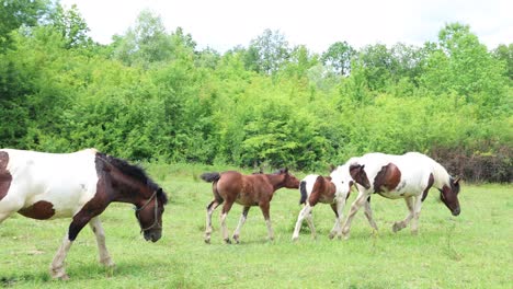 Free-grazing-horses-roam-around-in-Croatia