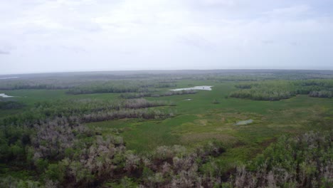 Aerial:-Amazon-wetland-wildlife-ecosystem,-rising-drone-shot-over-jungle