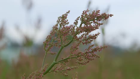 Nahaufnahme-Von-Kleinen-Rosa-Wildblumen-Mit-Unscharfem-Natürlichen-Hintergrund,-Sanftes-Tageslicht-Verstärkt-Die-Ruhige-Stimmung