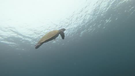 A-majestic-hawksbill-sea-turtle-glides-gracefully-beneath-the-backlit-ocean's-surface