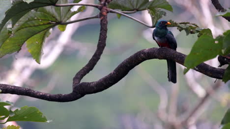 Slowly-searching-Black-tailed-Trogon-perched-on-rainforest-tree