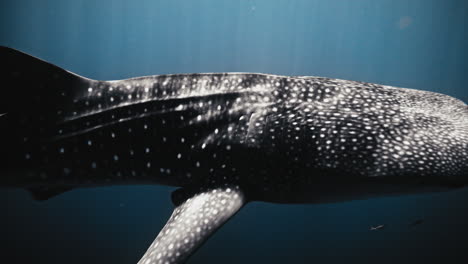 Sideview-pan-across-whale-shark-swimming-in-deep-blue-water-with-light-rays-glistening-on-spotted-body