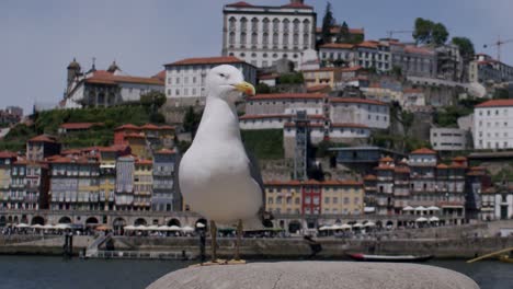 Weiße-Möwe-Beobachtet-Im-Vordergrund-Mit-Portos-Ribeira-Häusern-Im-Hintergrund-An-Einem-Sonnigen-Tag