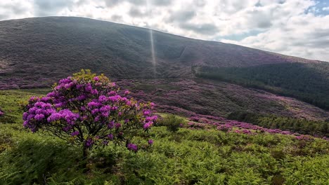 Irland-Epische-Orte-Bergfarben-Das-V-Tagesanbruch-An-Einem-Sommermorgen