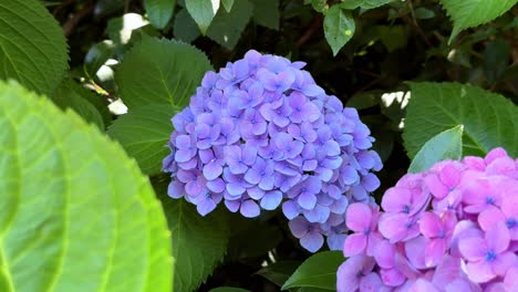 Purple-and-pink-hydrangeas-in-full-bloom-surrounded-by-lush-green-leaves-on-a-sunny-day