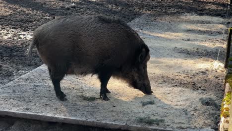 Wild-boar-foraging-on-a-sandy-patch-in-a-forested-area-during-daylight,-close-up