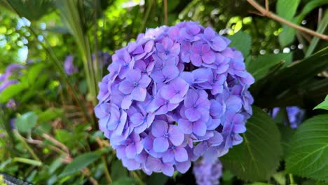 Close-up-of-a-vibrant-purple-hydrangea-flower-in-a-lush-garden-on-a-sunny-day