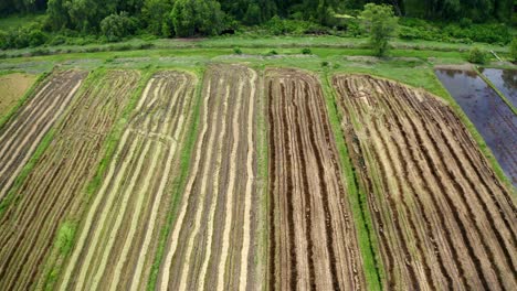 Aerial:-Dry-rice-field-with-tractor-tire-tracks,-drone-flyover