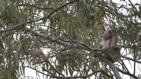 Gran-Koala-Sosteniendo-Una-Rama-De-árbol-De-Eucalipto-Mientras-Come-Las-Hojas